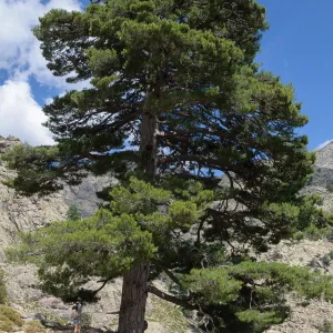 Black Pine  Essential Oil