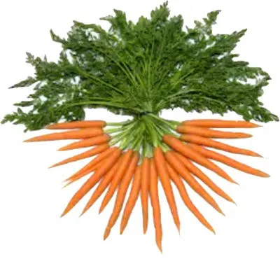Carrot ( Daucus carota) CO2 Total ROOT extract In JOJOBA