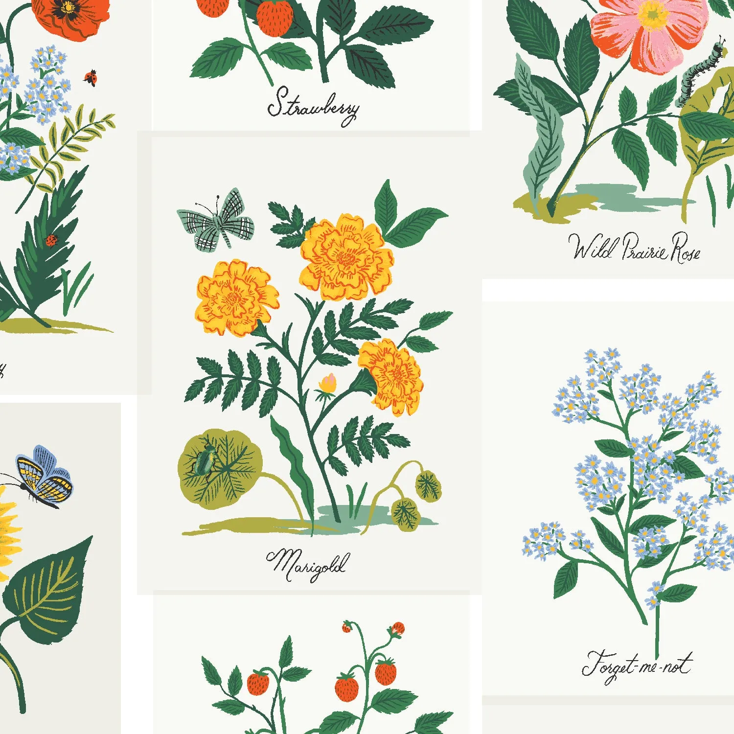 Curio, Botanical Prints in Pink Multi CANVAS