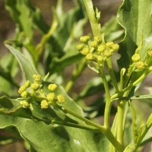 Iary Essential Oil