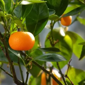 Mandarin Essential Oil