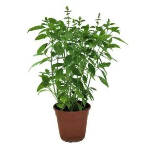 Sweet Basil (15cm pot)